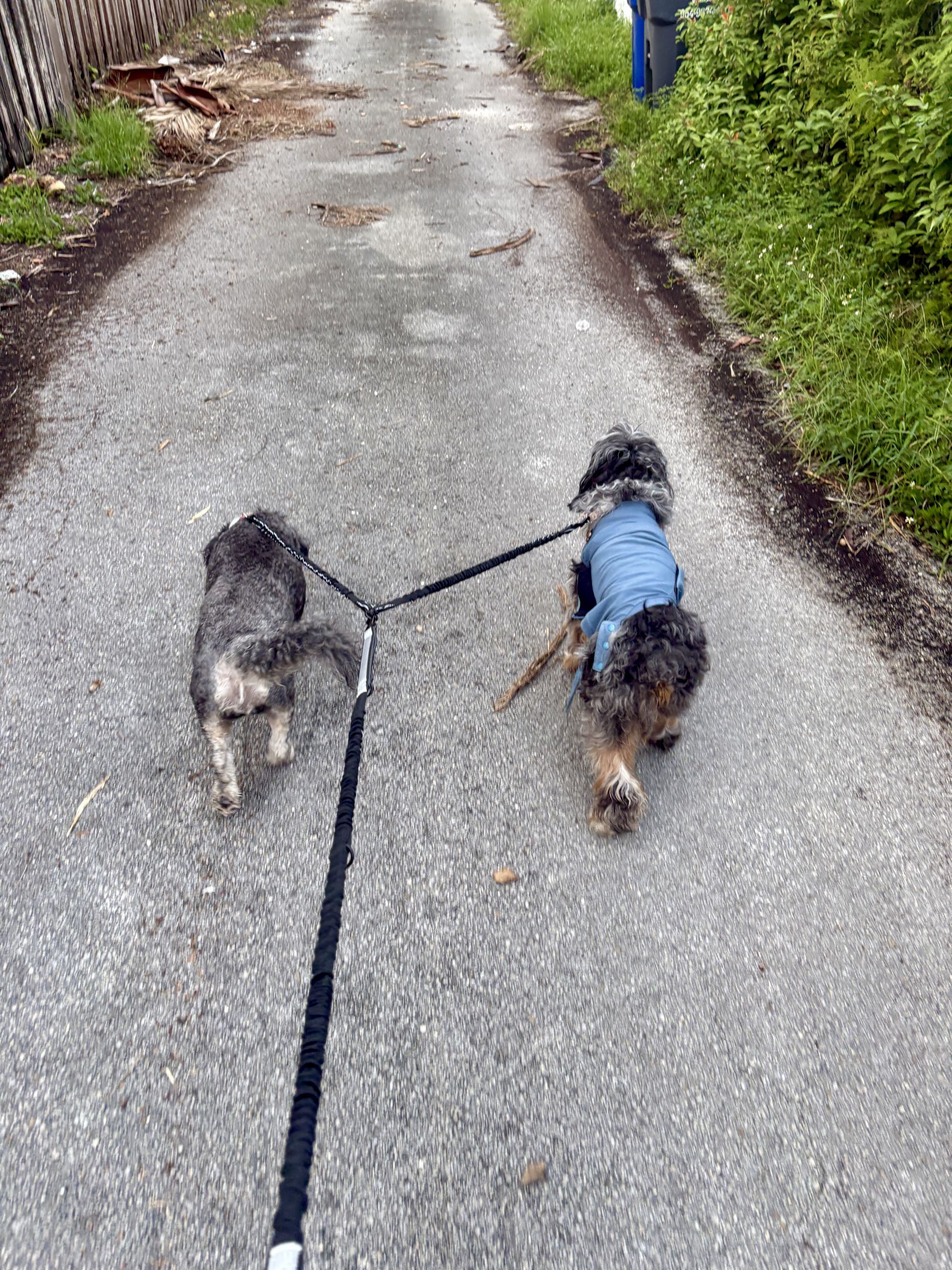Gi The Dog Sitter gallery photo