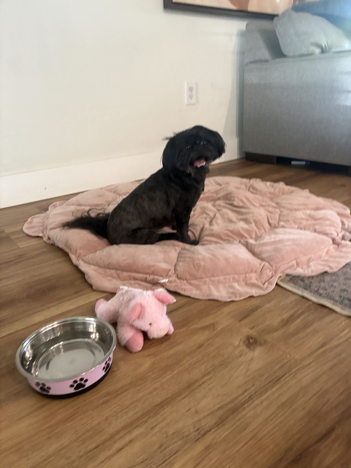 Gi The Dog Sitter gallery photo