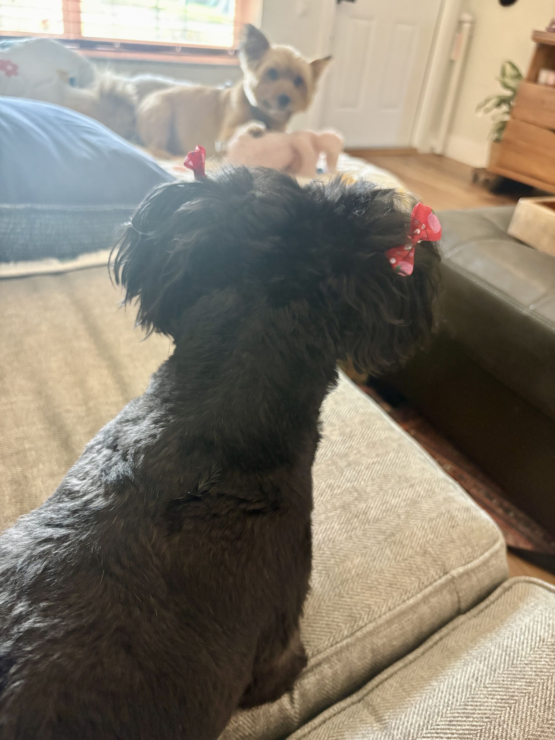 Gi The Dog Sitter gallery photo