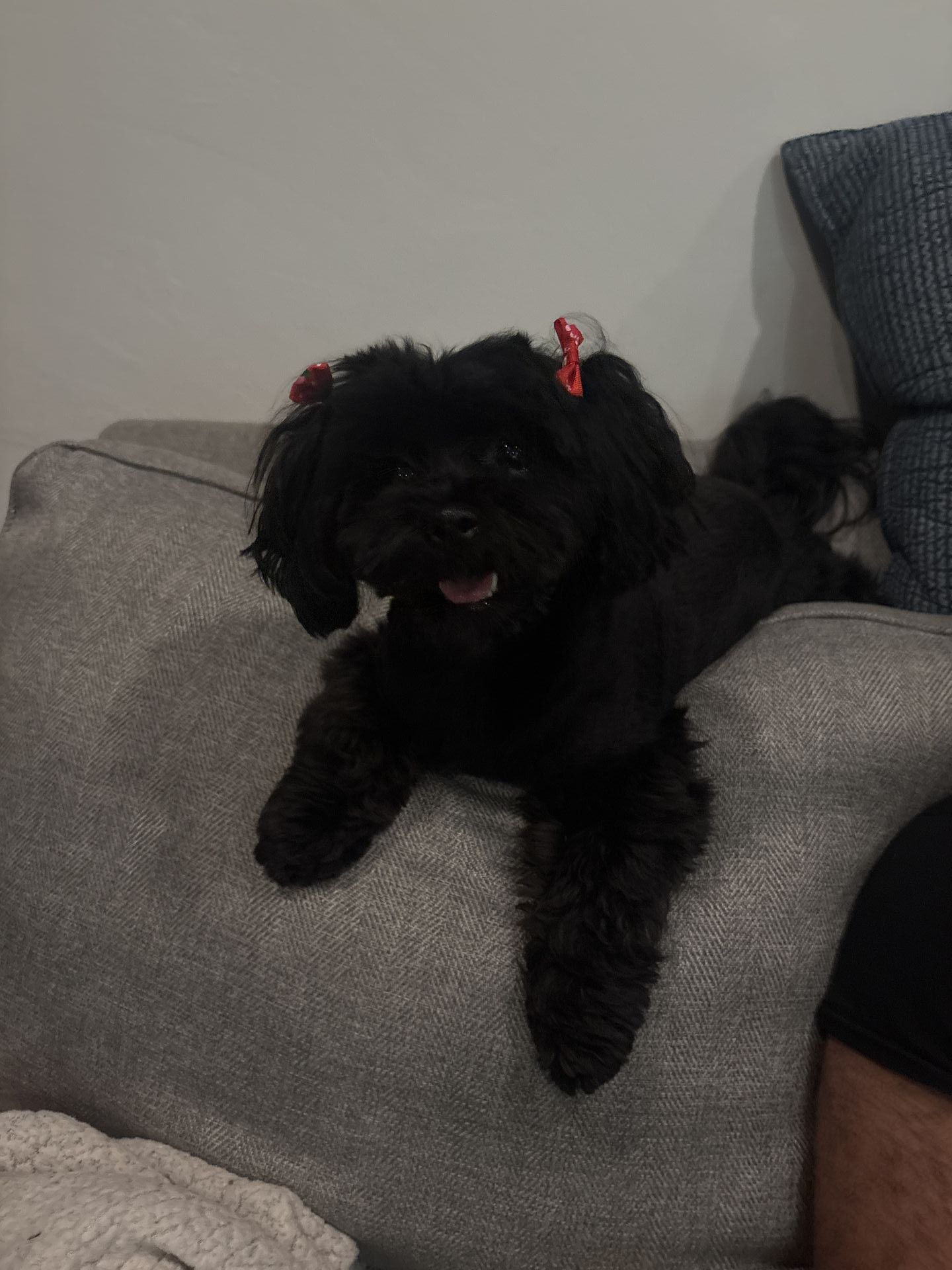 Gi The Dog Sitter gallery photo
