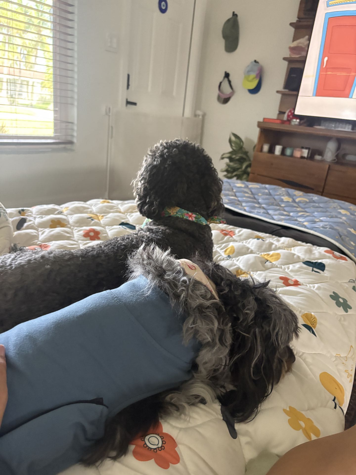 Gi The Dog Sitter gallery photo