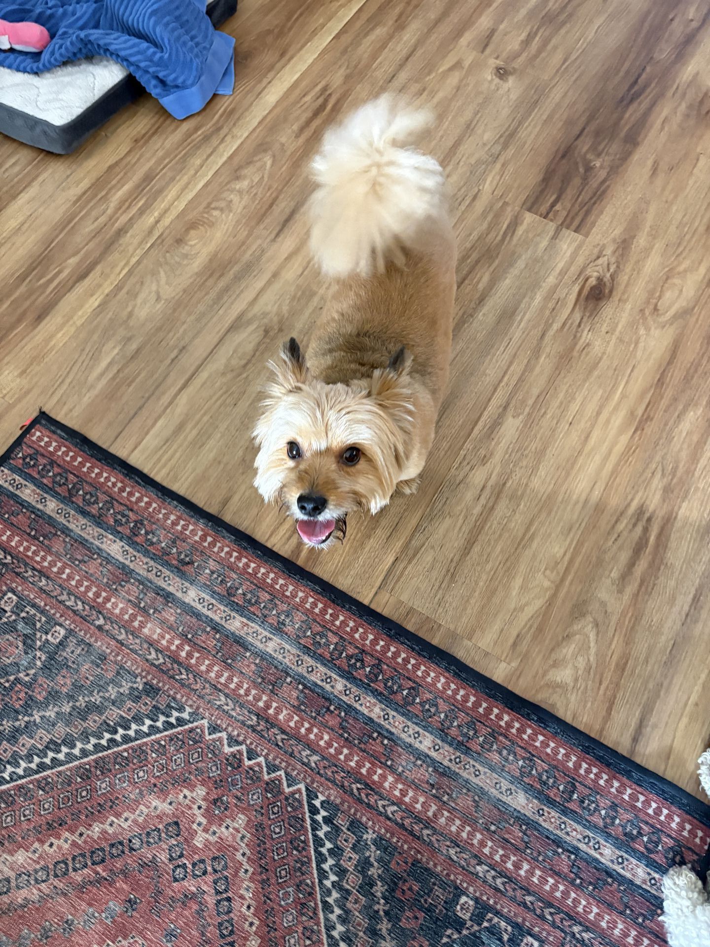 Gi The Dog Sitter gallery photo