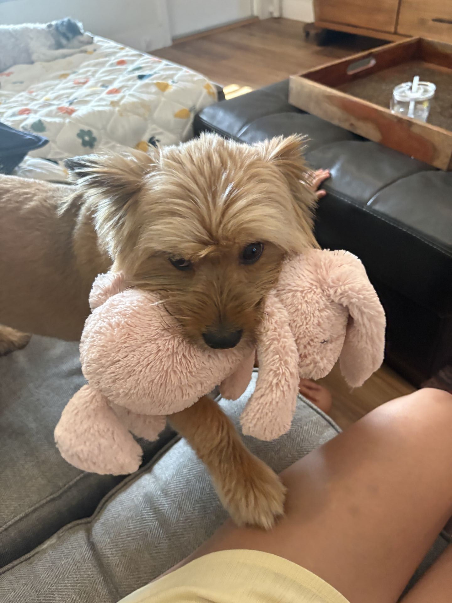 Gi The Dog Sitter | Miramar, FL