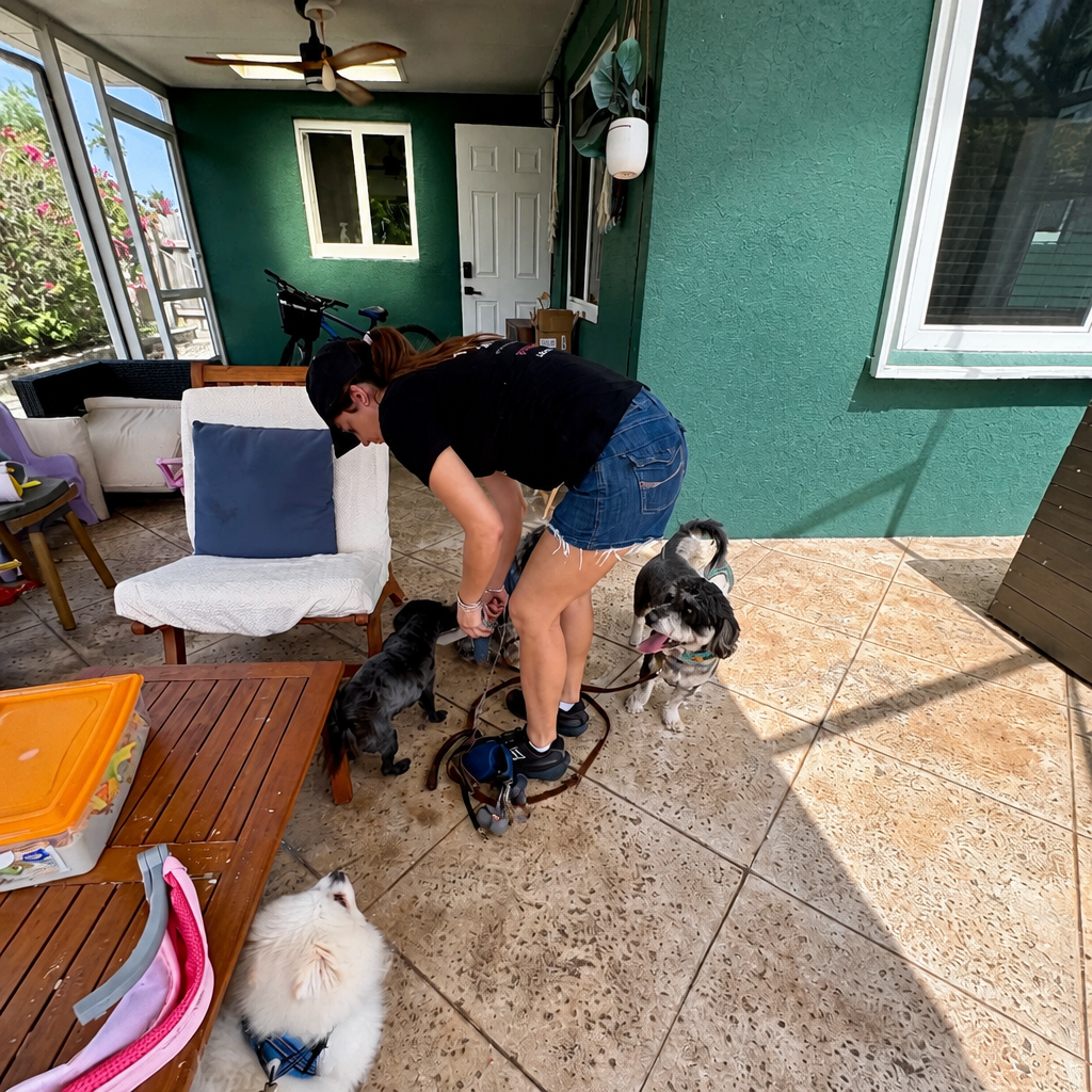 Gi The Dog Sitter | Hallandale Beach, FL