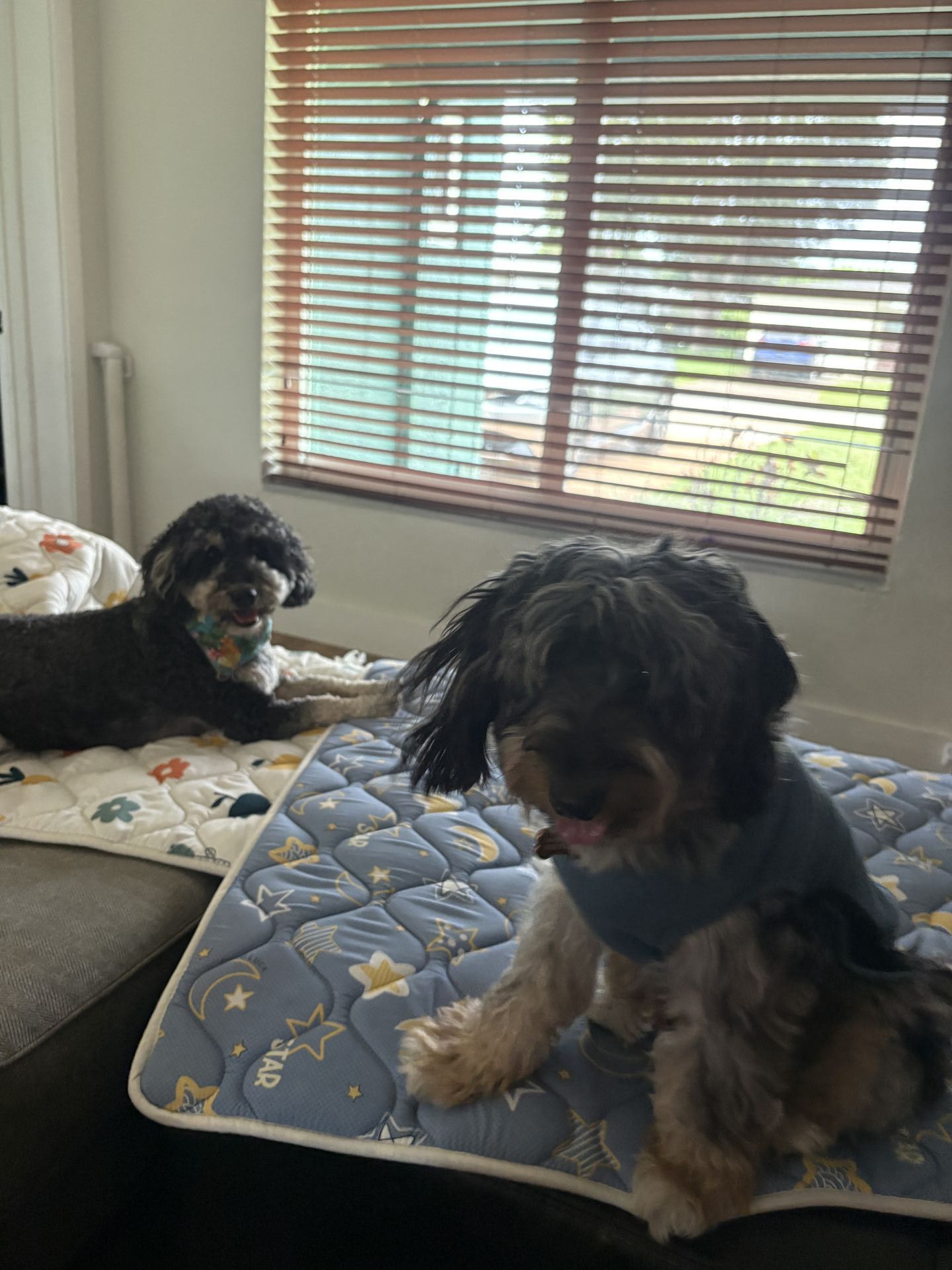 Gi The Dog Sitter gallery photo