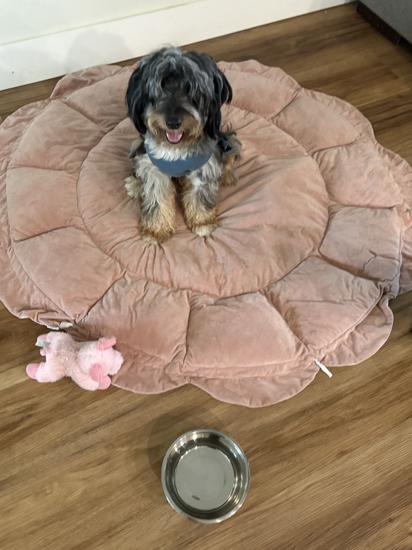 Gi The Dog Sitter gallery photo
