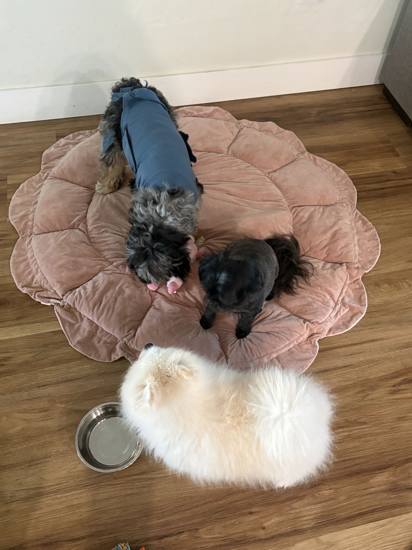 Gi The Dog Sitter gallery photo