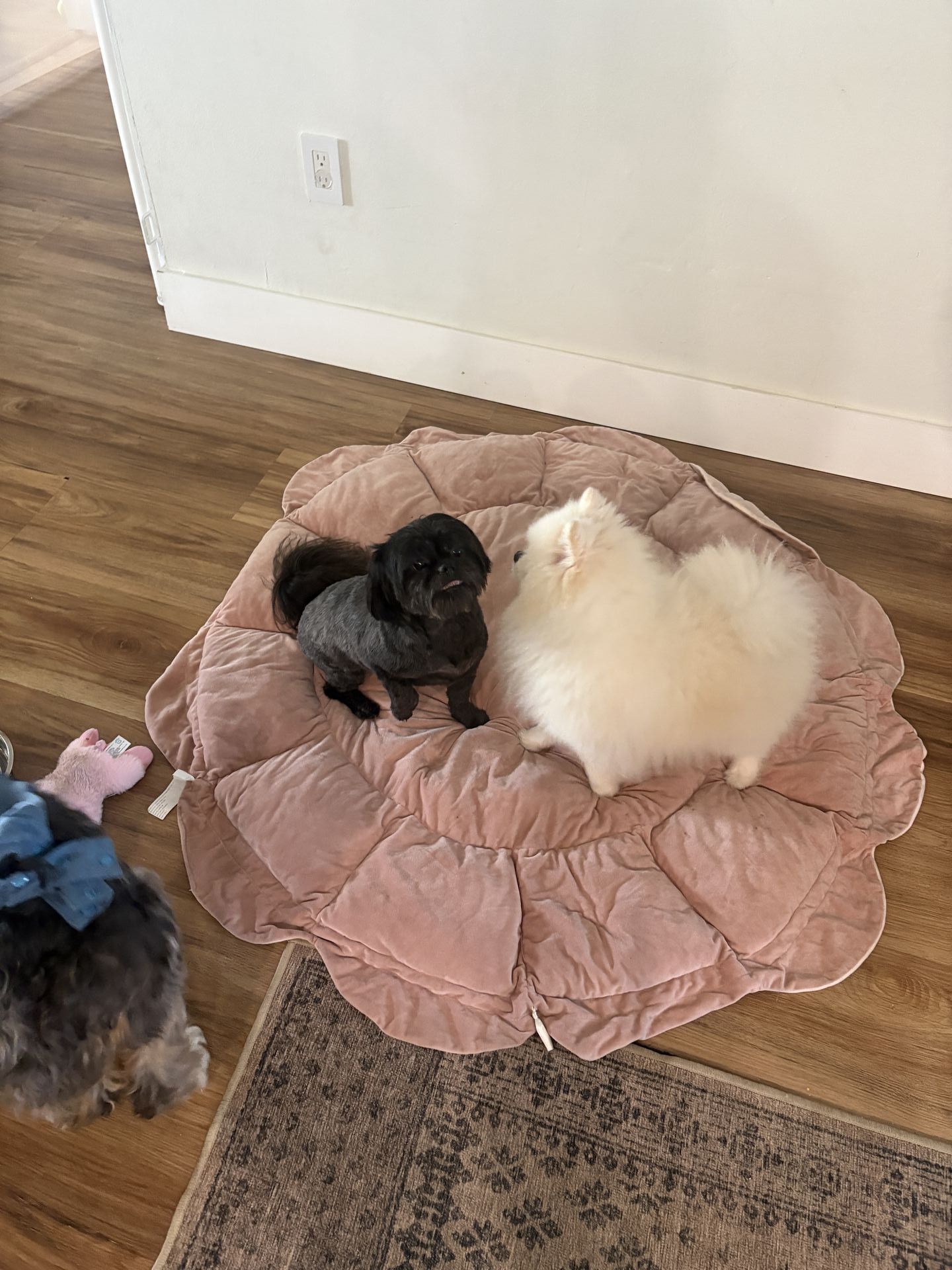 Gi The Dog Sitter gallery photo