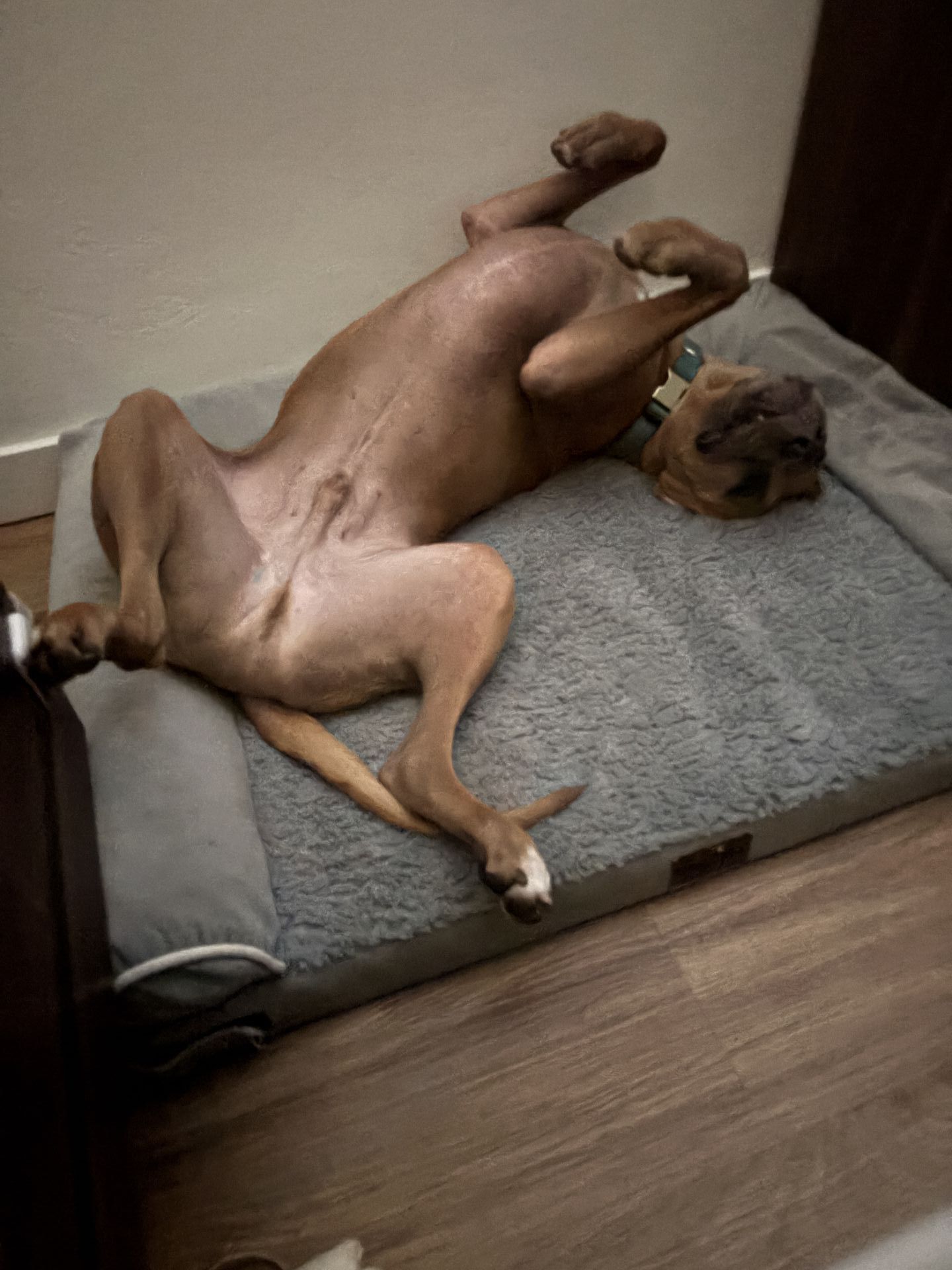 Gi The Dog Sitter gallery photo