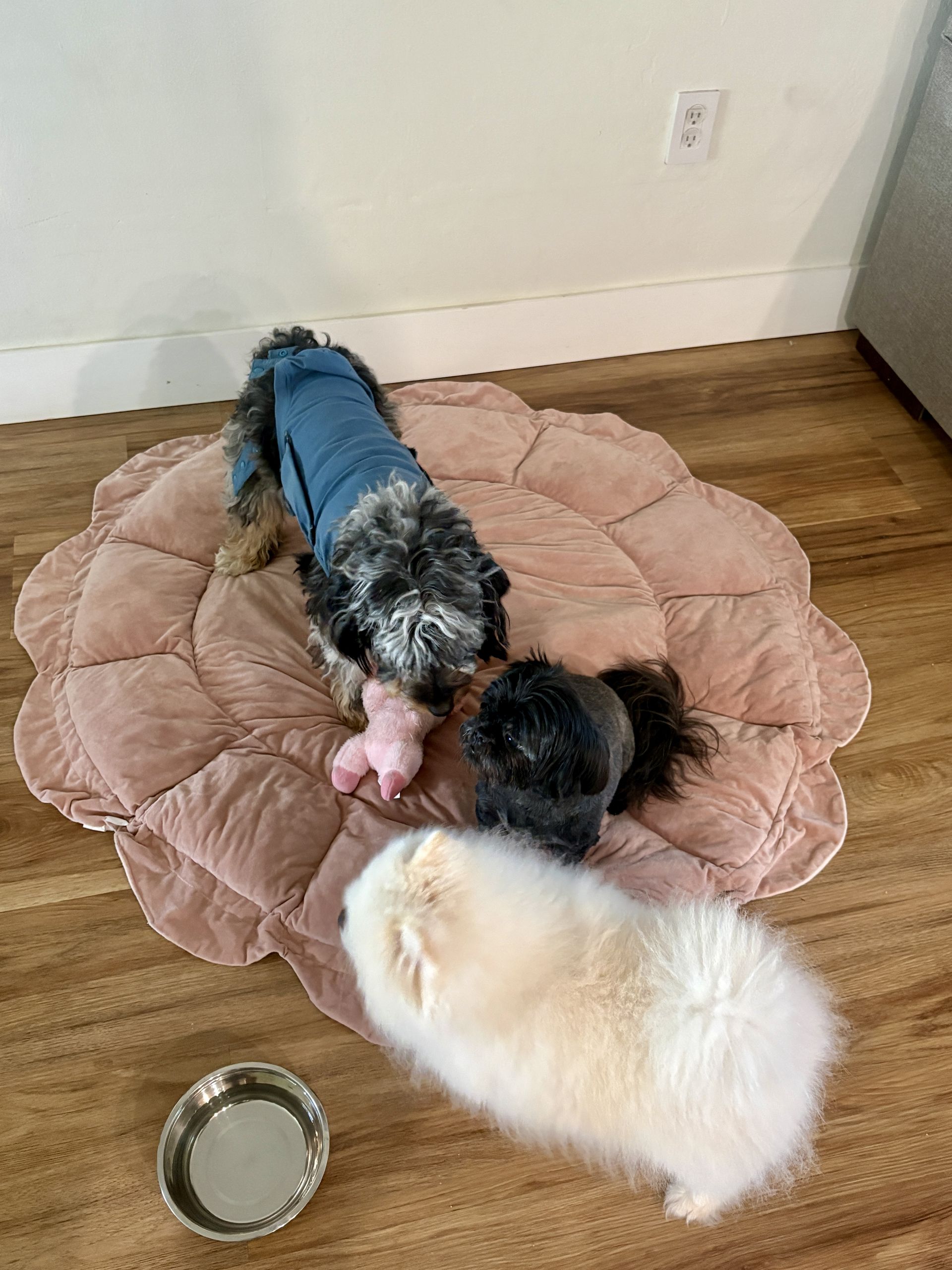Gi The Dog Sitter gallery photo