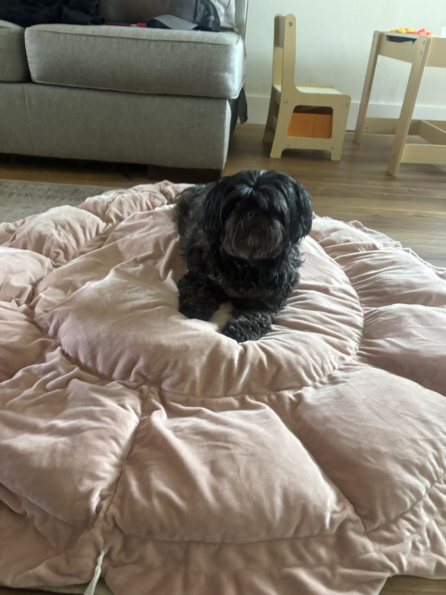 Gi The Dog Sitter gallery photo