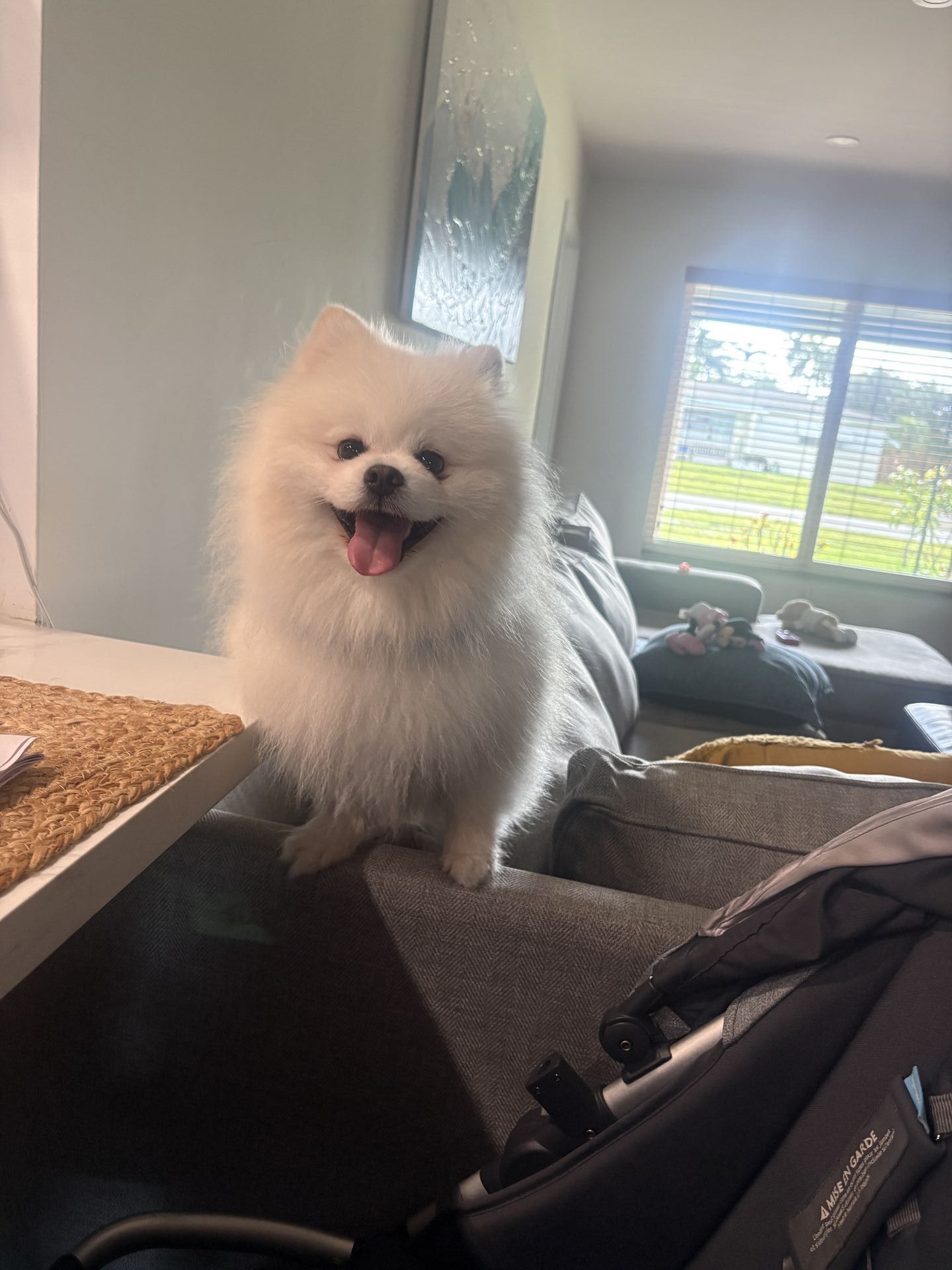 Gi The Dog Sitter gallery photo