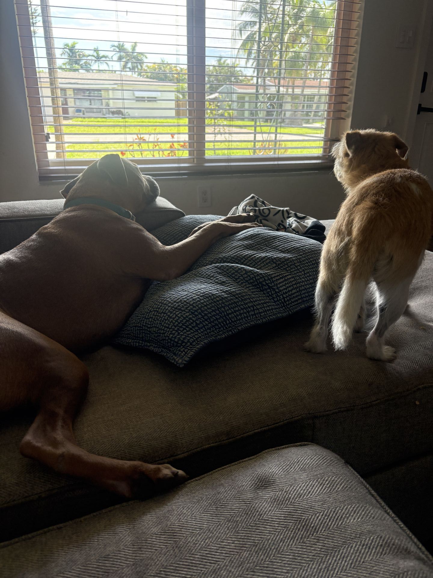 Gi The Dog Sitter gallery photo