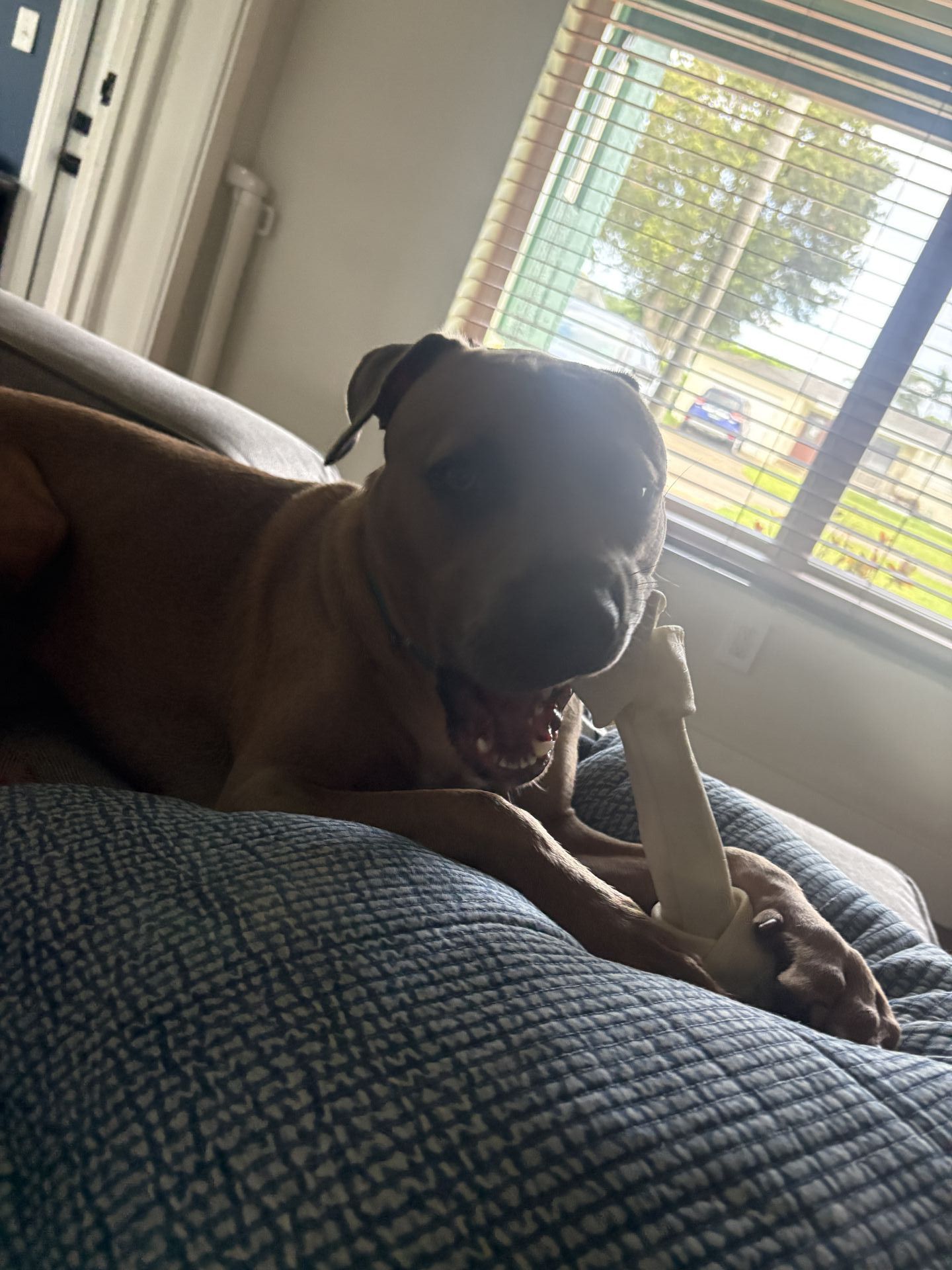 Gi The Dog Sitter gallery photo