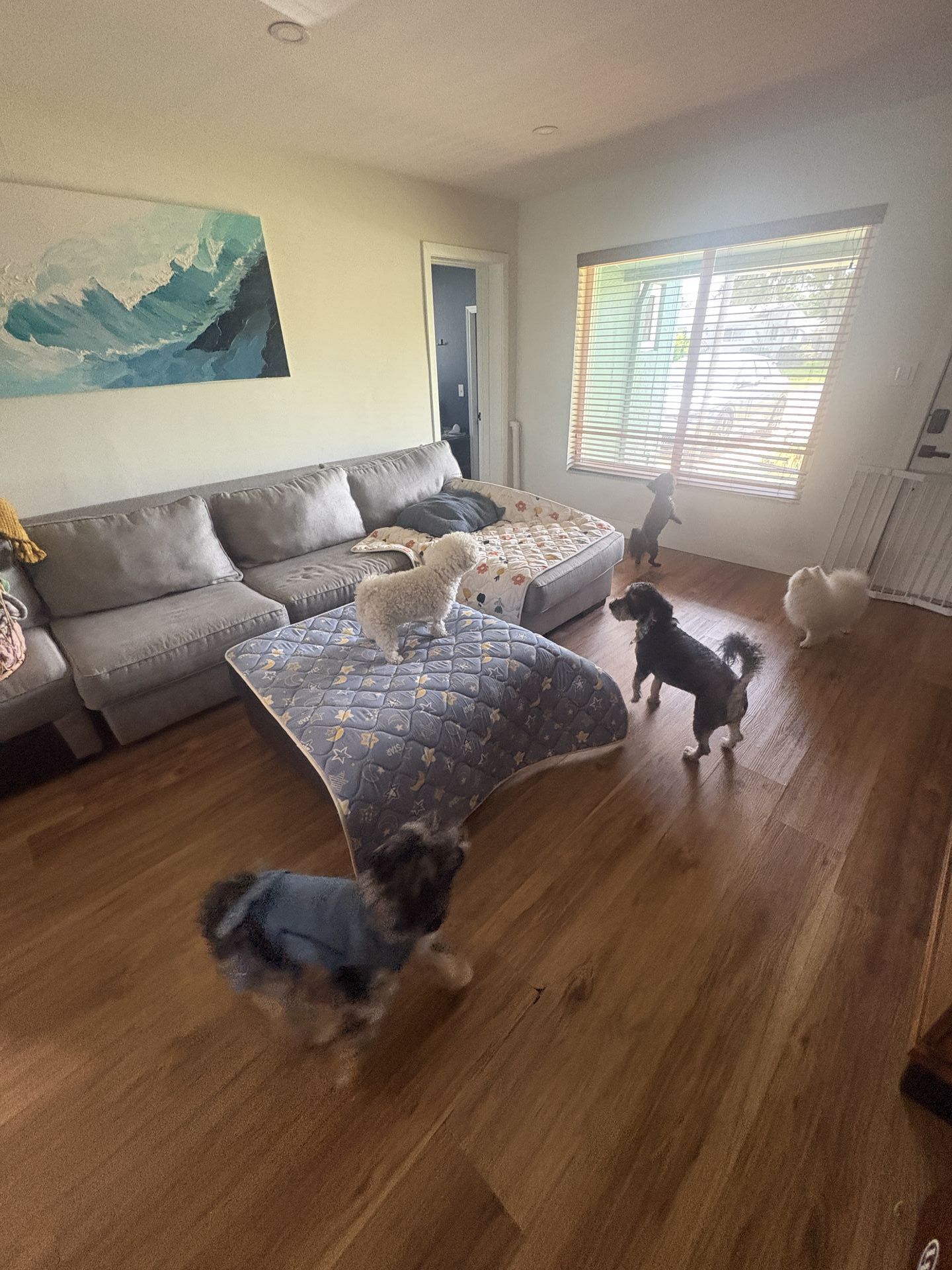 Gi The Dog Sitter | West Park, FL