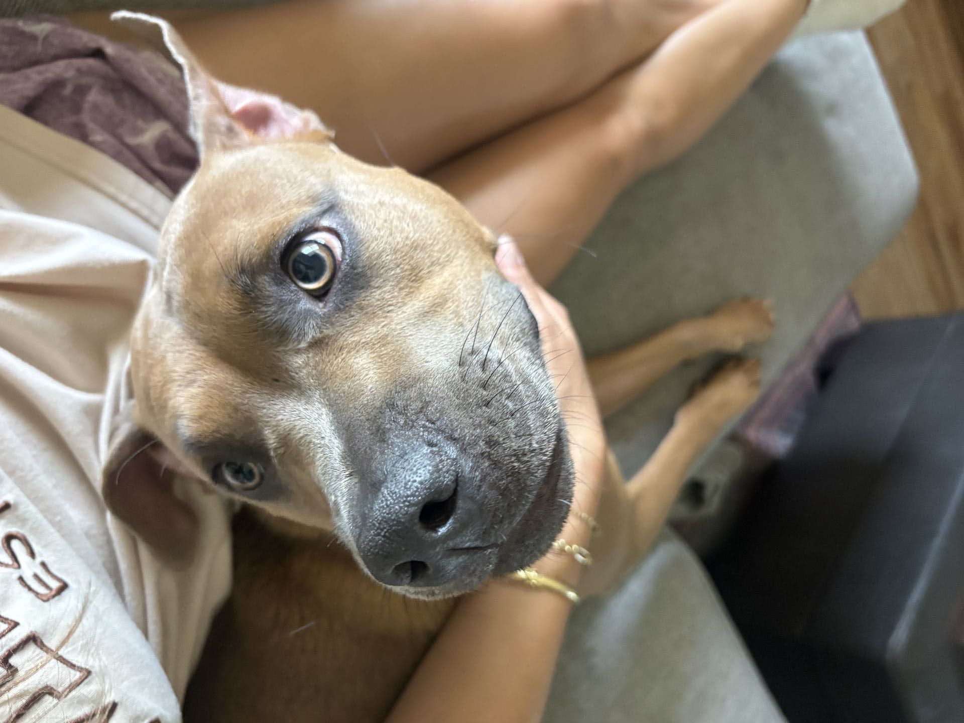 Gi The Dog Sitter | Davie, FL